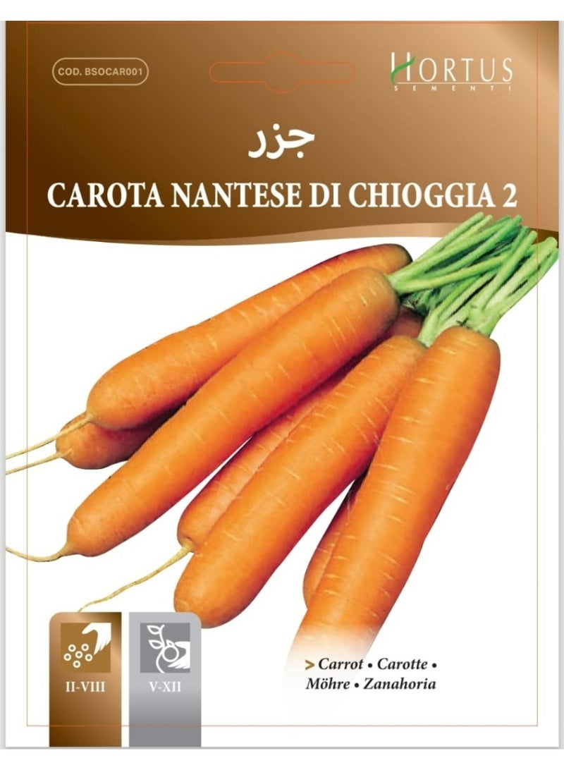 Carrot Seeds